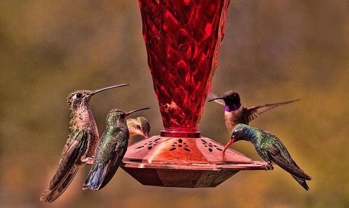 hummingbird-behavior