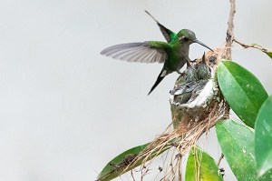 hummingbirds-fight-over-the-feeder