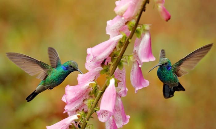 hummingbirds-fight