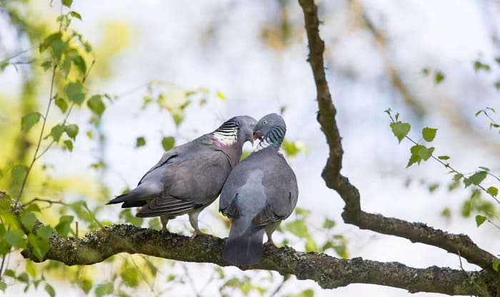 How Do Birds Mate Some Surprising Facts To Know