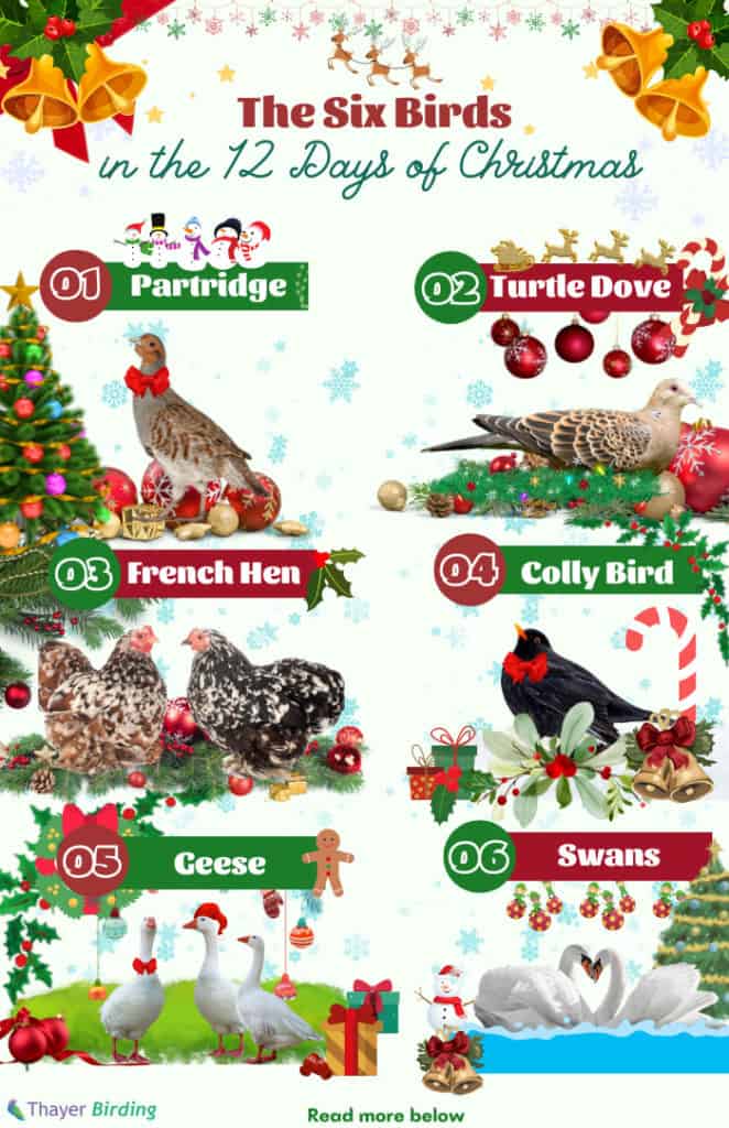how-many-birds-are-in-the-12-days-of-christmas-answered