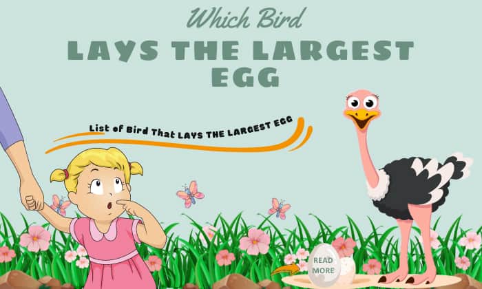 7 Birds That Lay The Largest Eggs