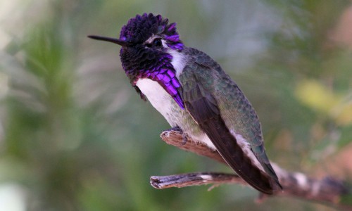 Types of Purple Birds: A Complete List for Birdwatchers